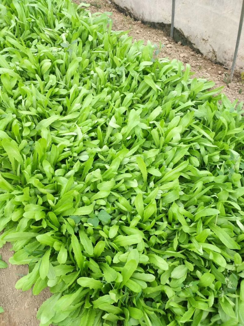 茼蒿