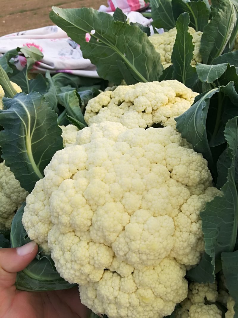 茼蒿