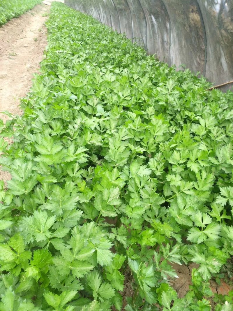 茼蒿