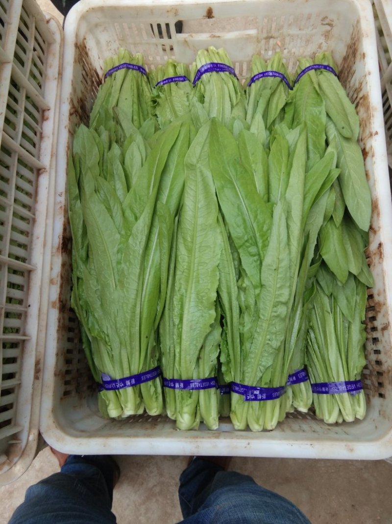 油麦菜大量上市，高度25/30