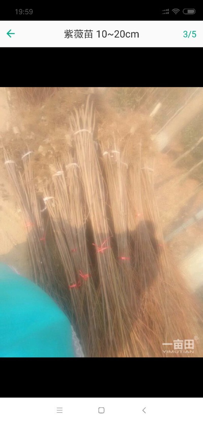 求购红花紫薇小苗