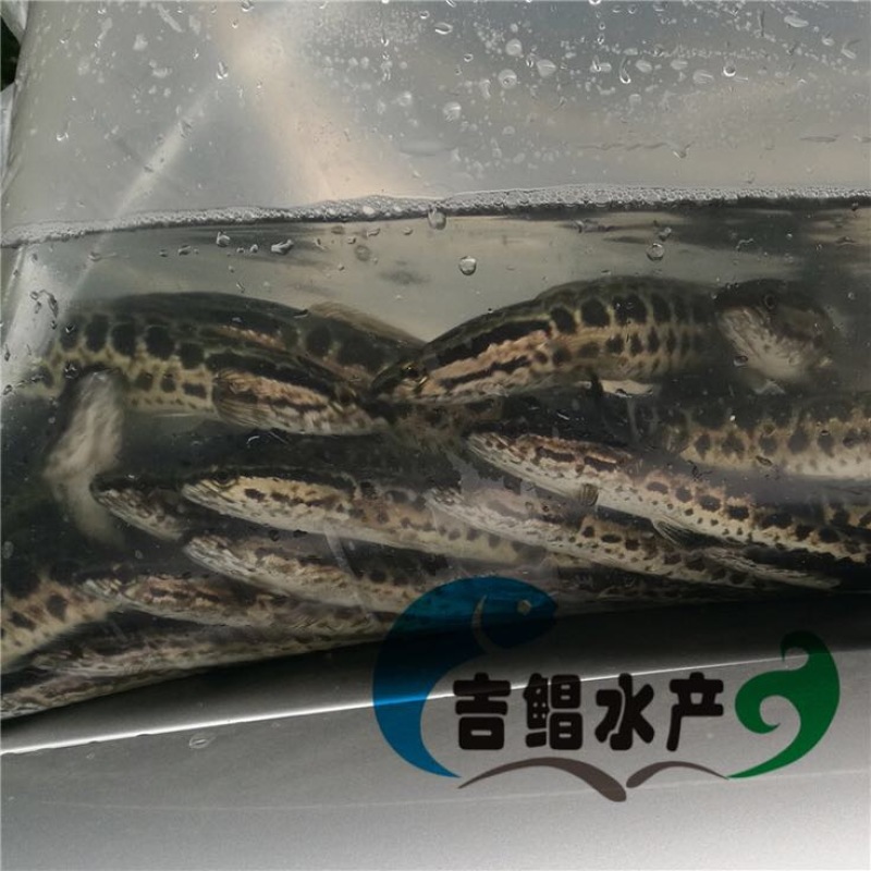 黑鱼苗杂交黑鱼苗