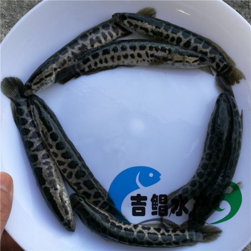 黑鱼苗杂交黑鱼苗