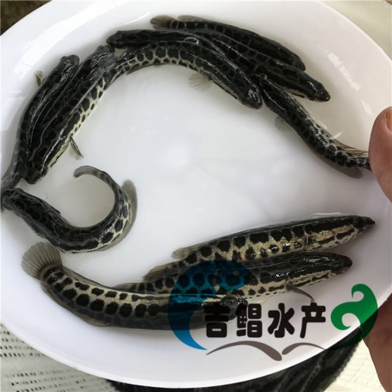 黑鱼苗杂交黑鱼苗