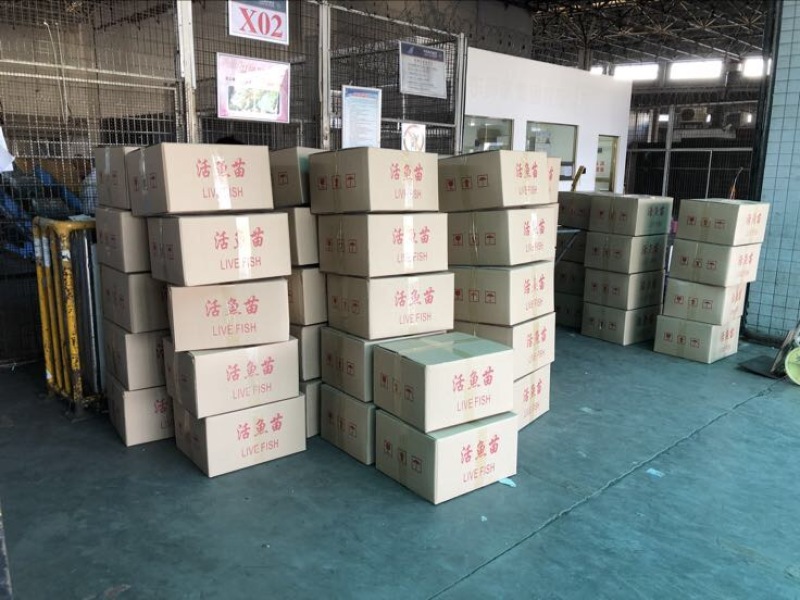 黑鱼苗杂交黑鱼苗