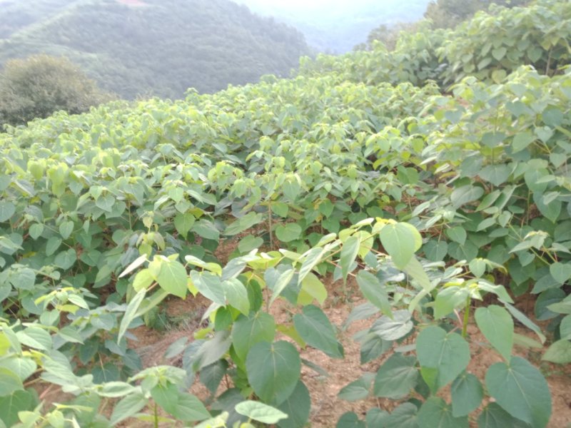 毛叶山桐子