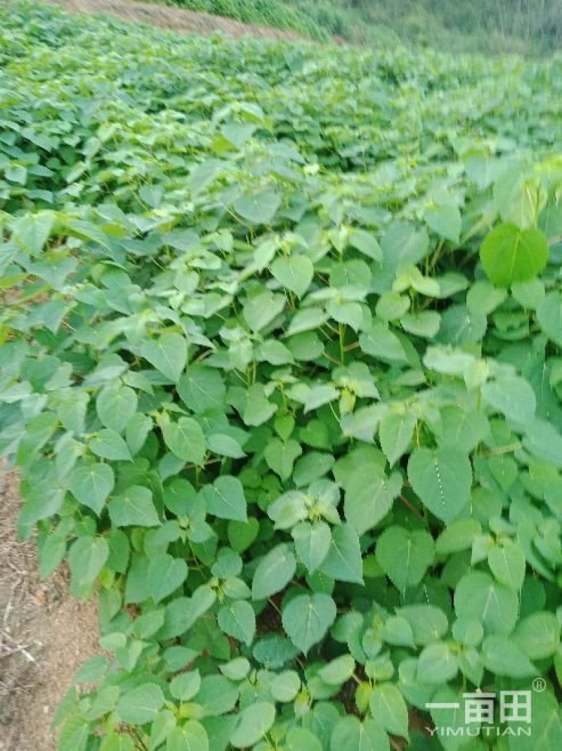 毛叶山桐子