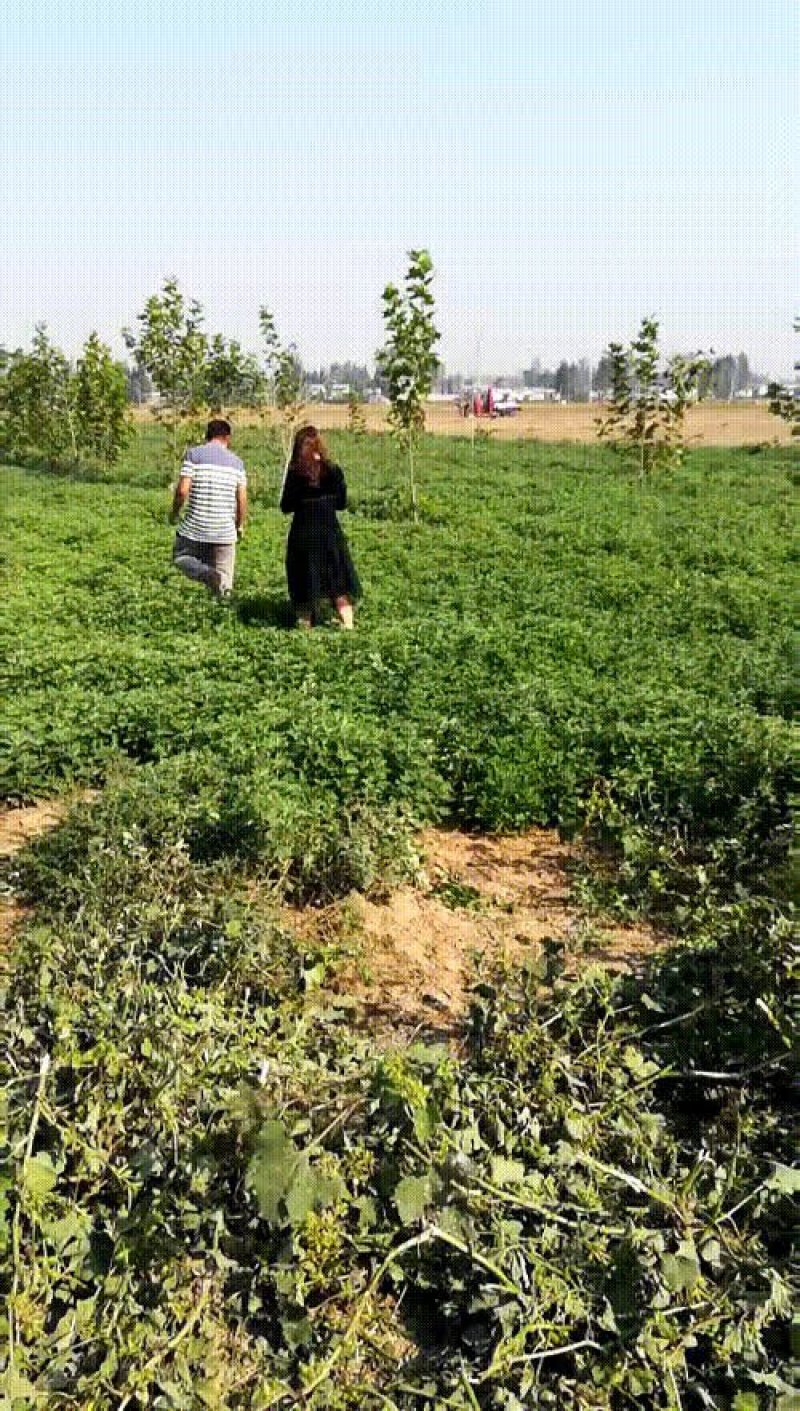艾草加工