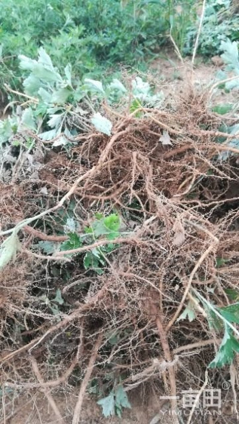 艾草加工