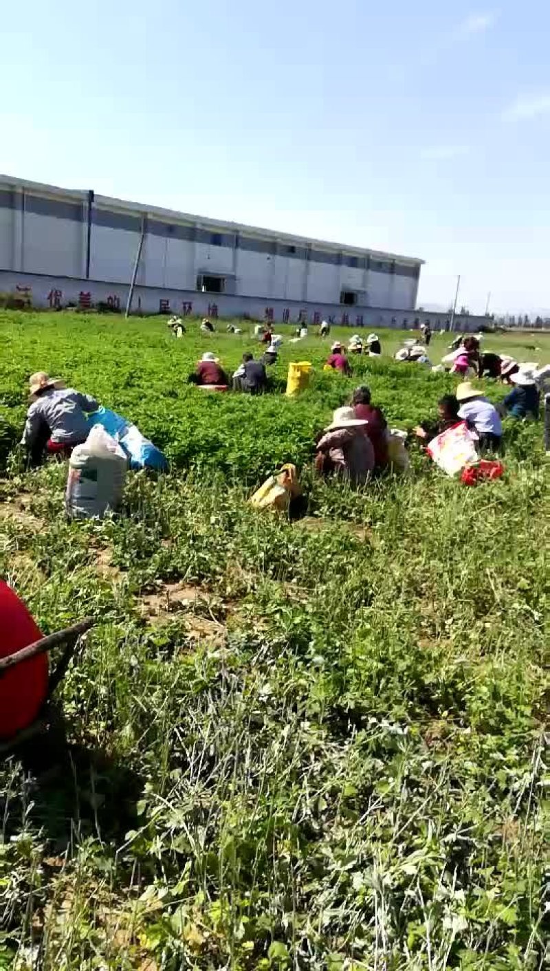 艾草加工