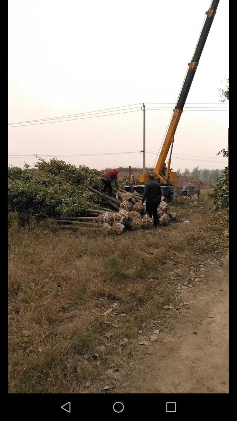 7公分银杏正在装车