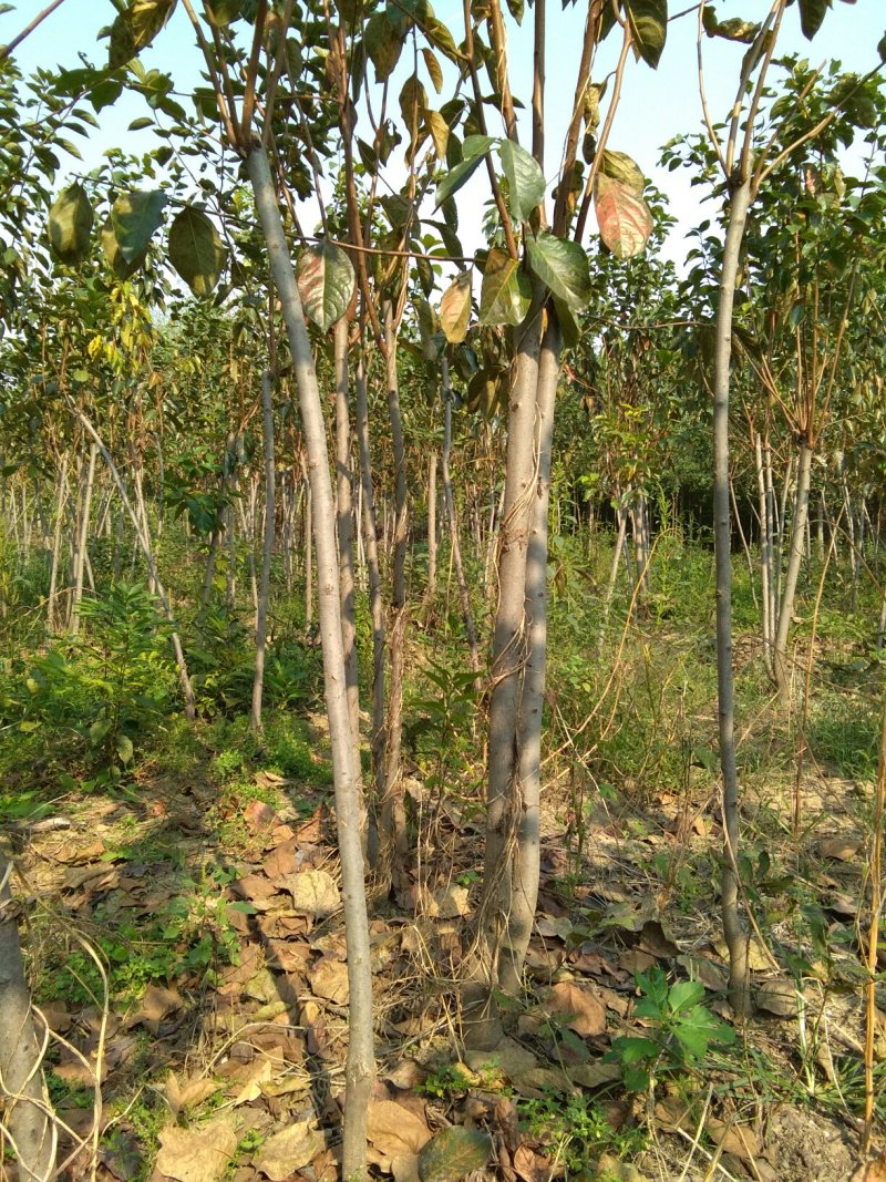 柿树