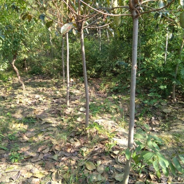 柿树