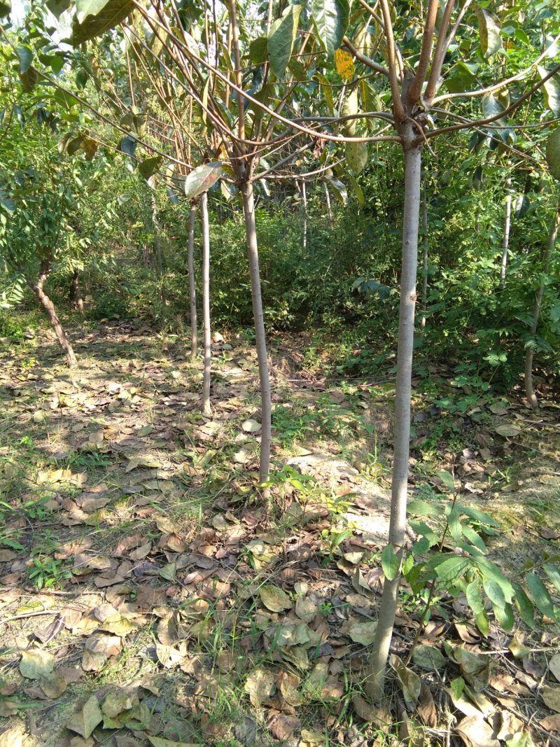 柿树