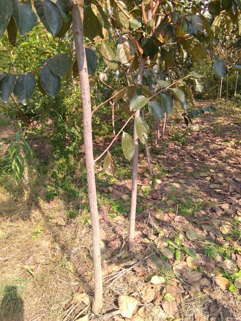 柿树