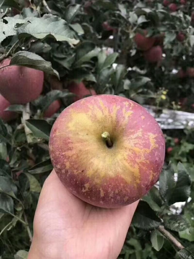 大凉山丑苹果🍎🍎🍎爽口，脆甜，的确勾起您的味