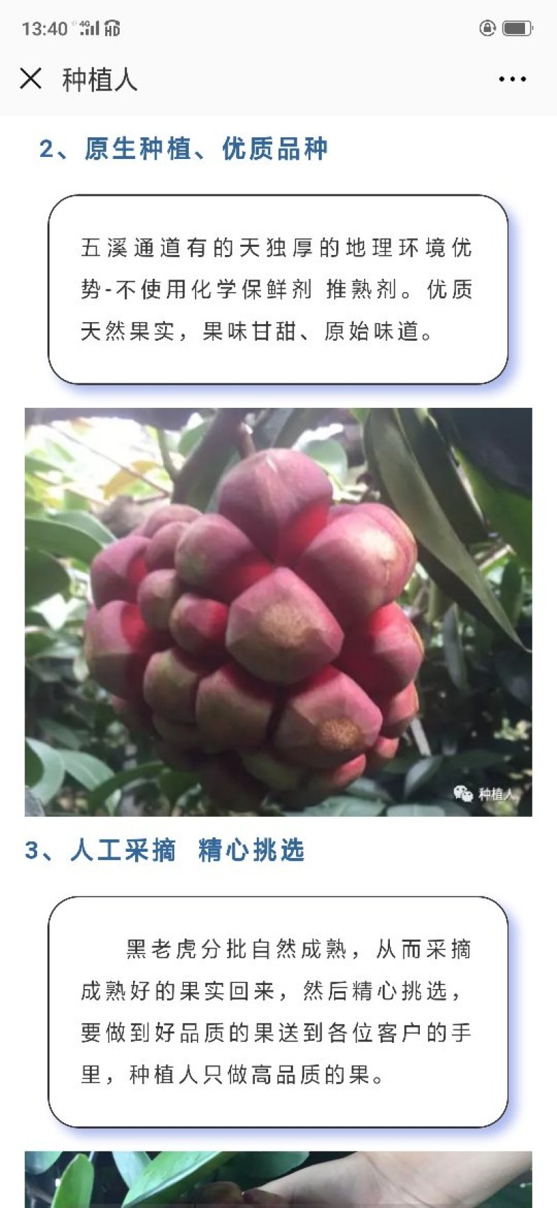 黑老虎果（布福娜）果药食合一养身奇特果原产地