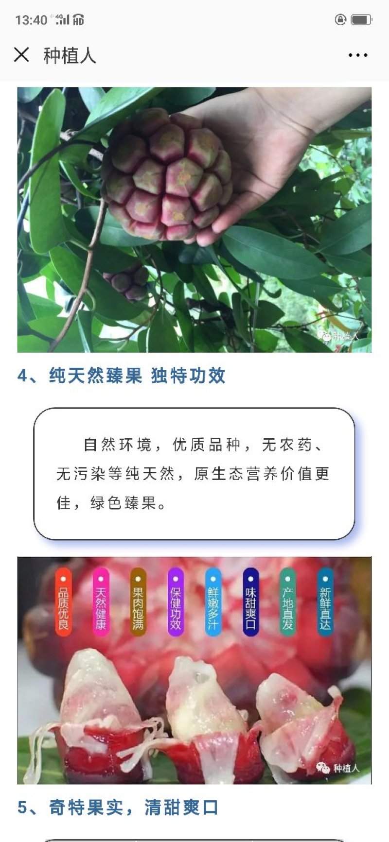 黑老虎果（布福娜）果药食合一养身奇特果原产地
