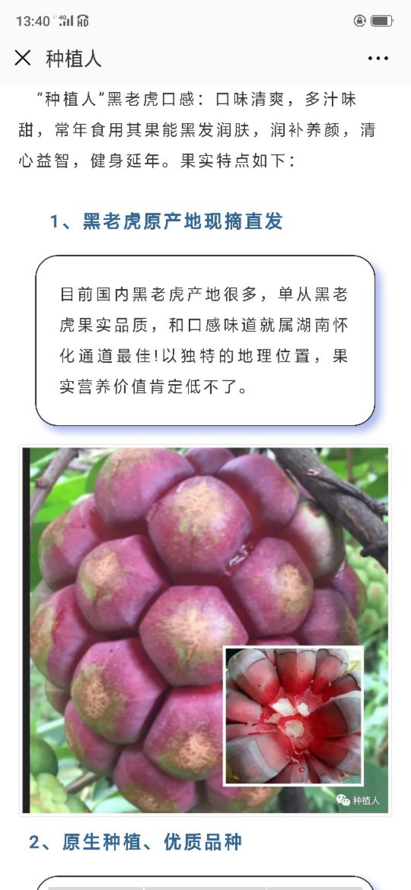 黑老虎果（布福娜）果药食合一养身奇特果原产地