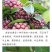黑老虎果（布福娜）果药食合一养身奇特果原产地