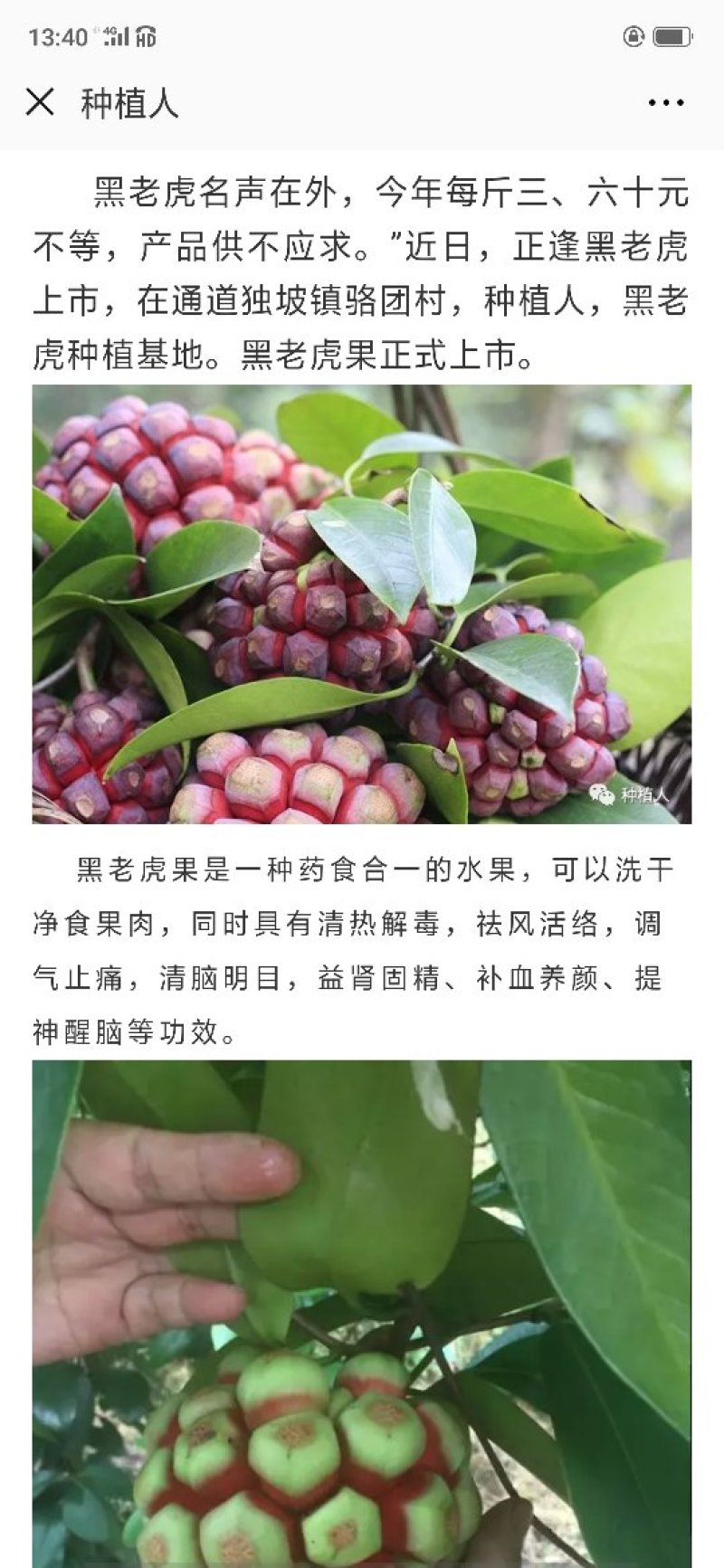 黑老虎果（布福娜）果药食合一养身奇特果原产地