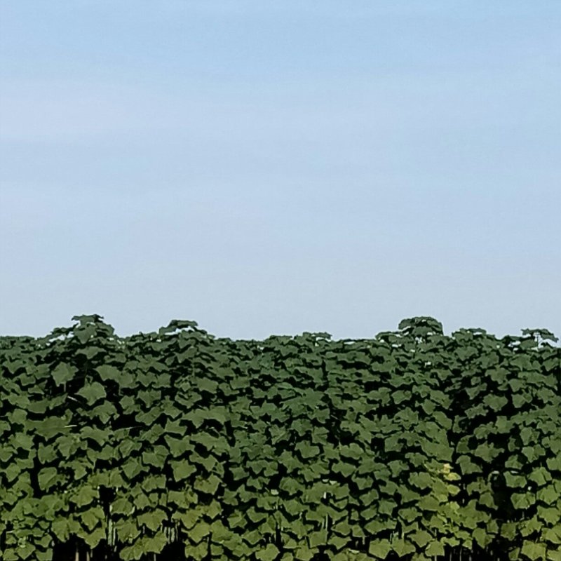 9501杂交泡桐