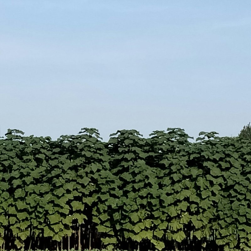 9501杂交泡桐