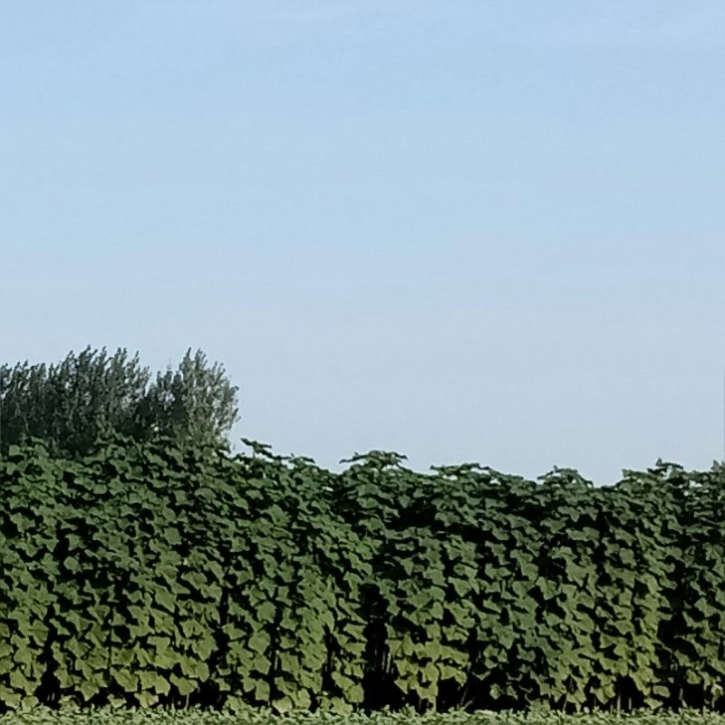 9501杂交泡桐