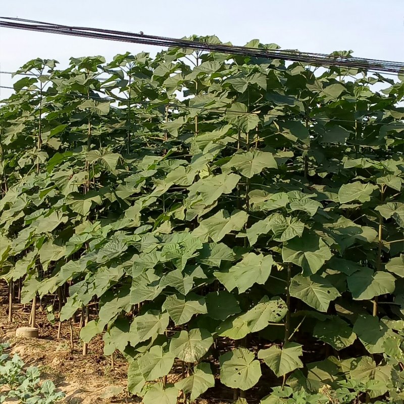 9501杂交泡桐