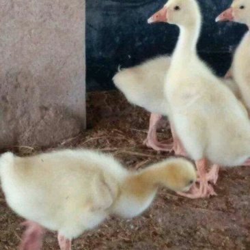 大种鹅苗