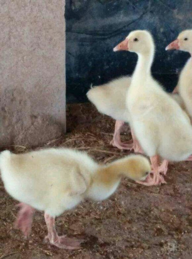 大种鹅苗