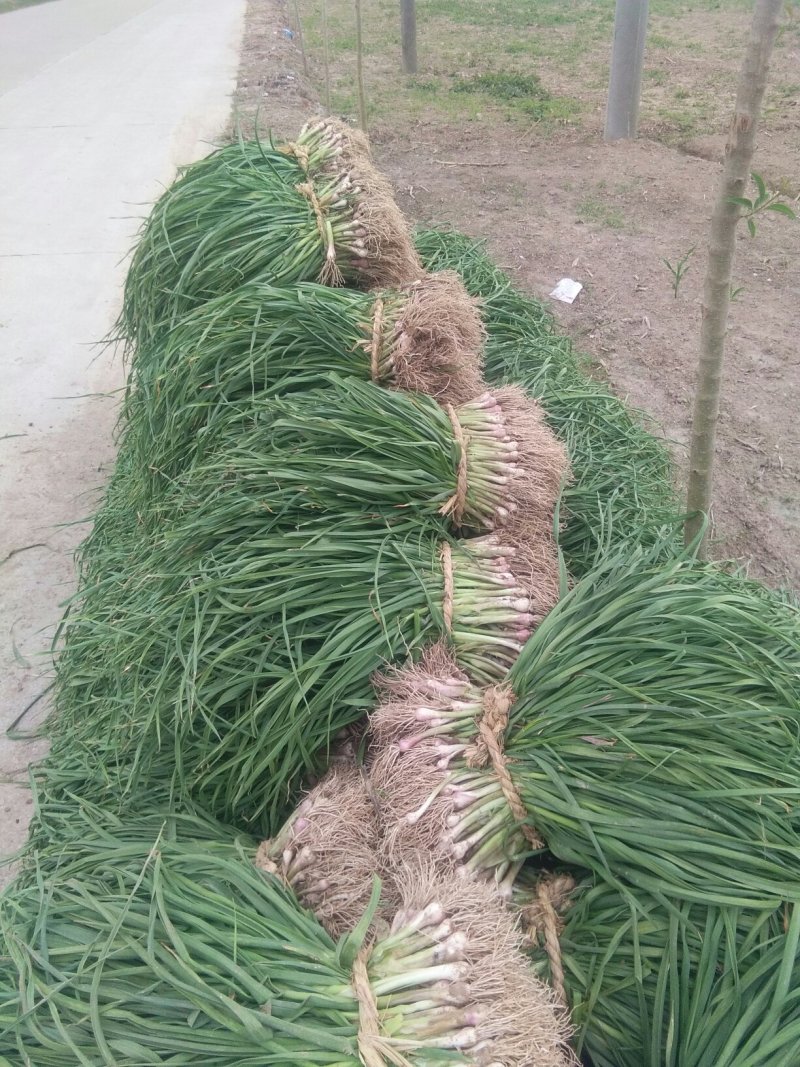 红根蒜苗