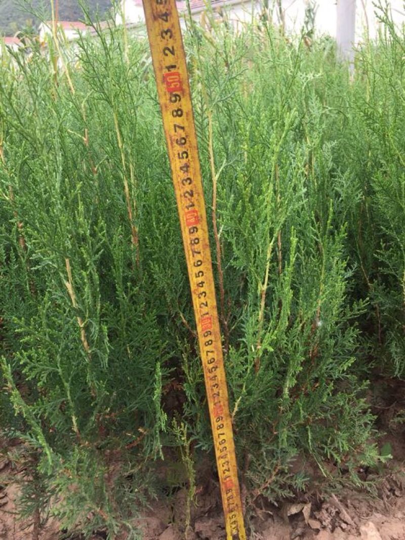 侧柏苗侧柏杯苗13❌16营养杯苗