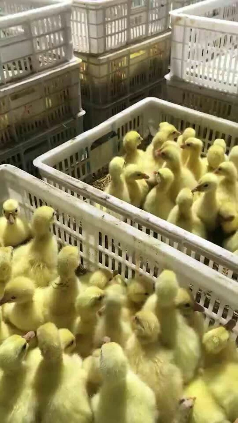 杂交鹅苗