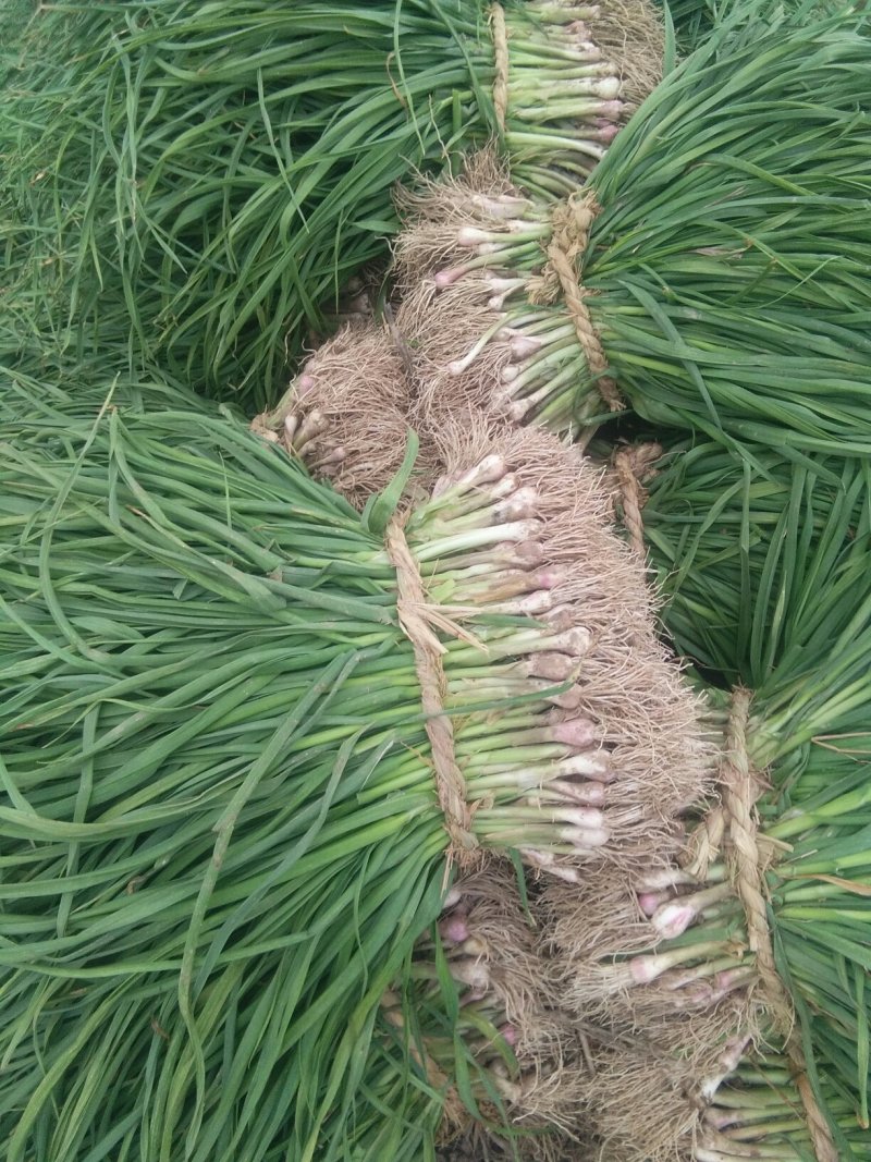红根蒜苗