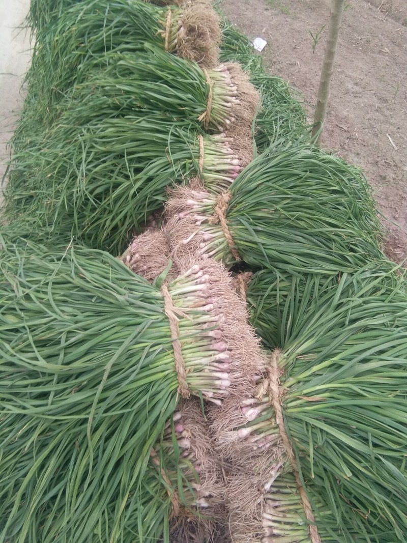 红根蒜苗