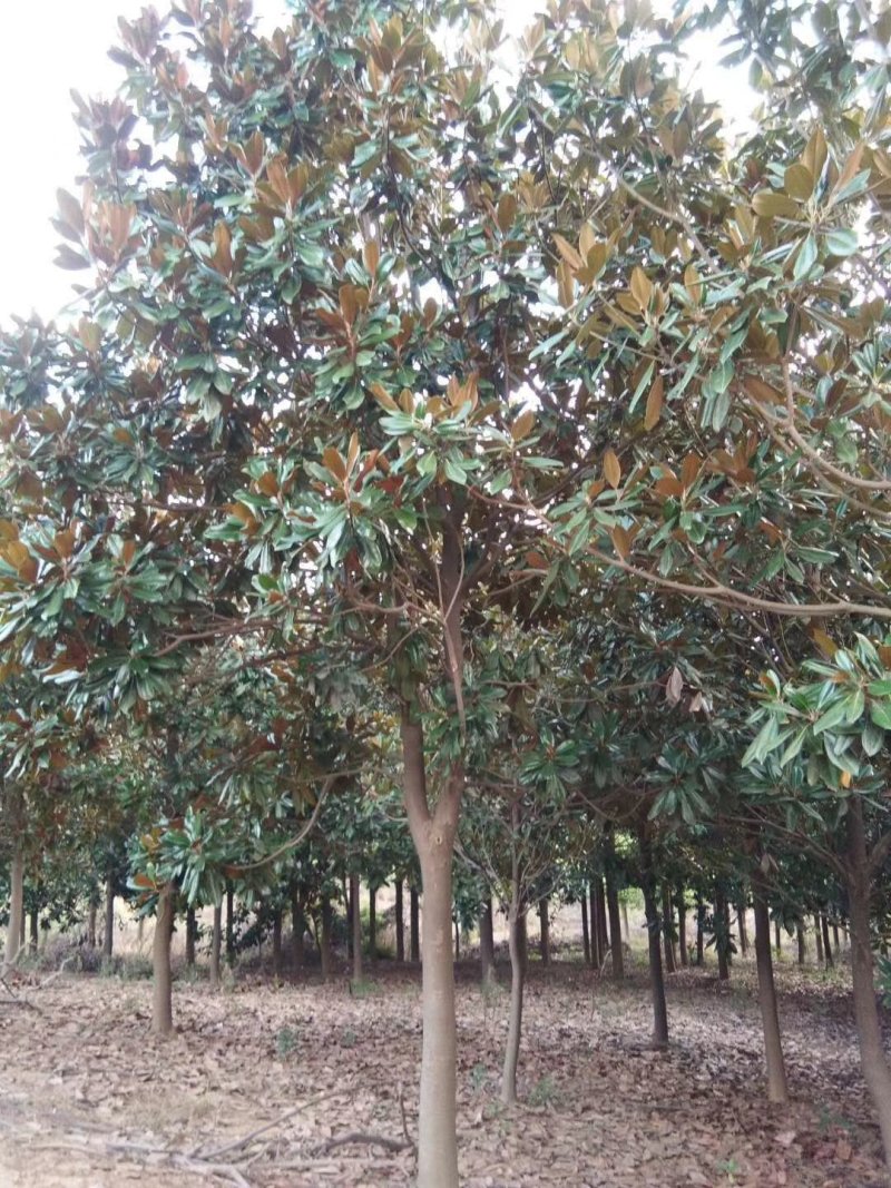 广玉兰10公分，河南南阳货源，，，，，，