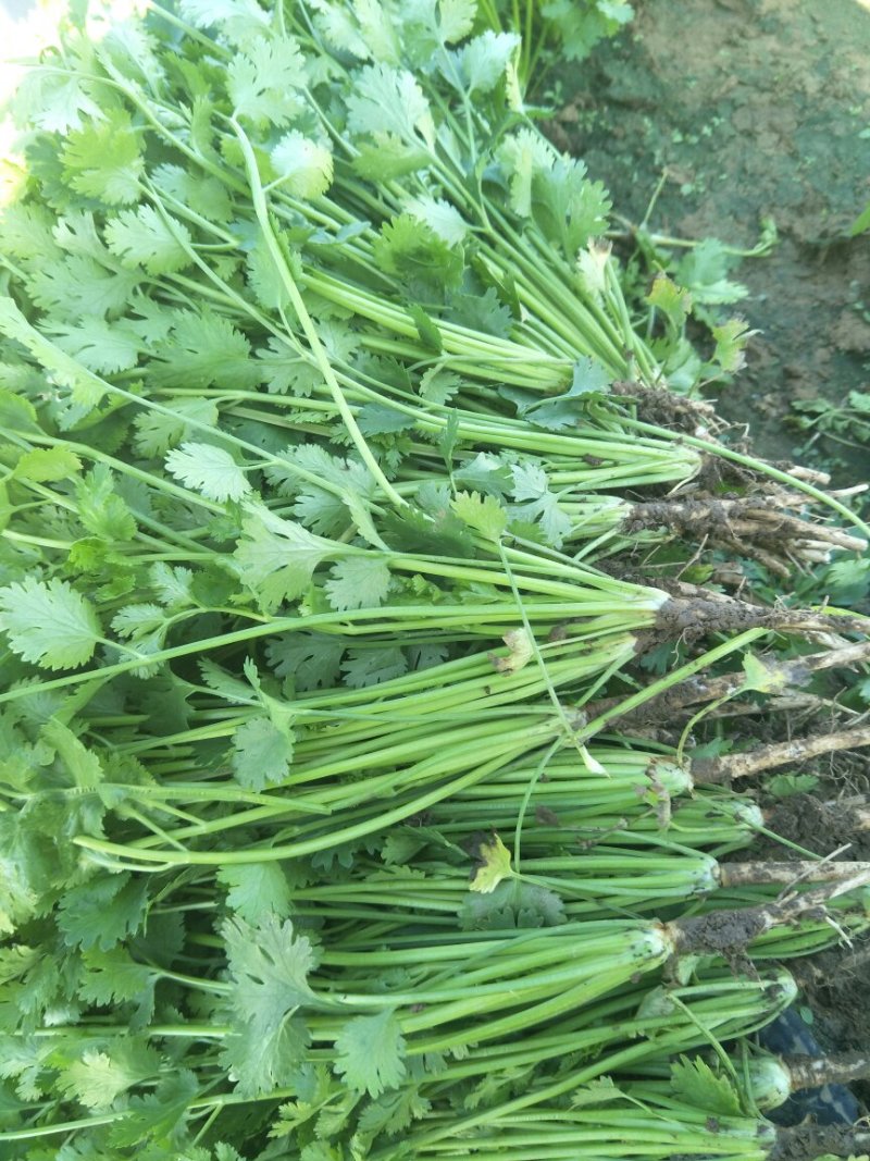 精品香菜