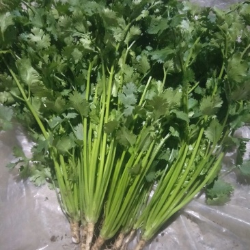 精品香菜