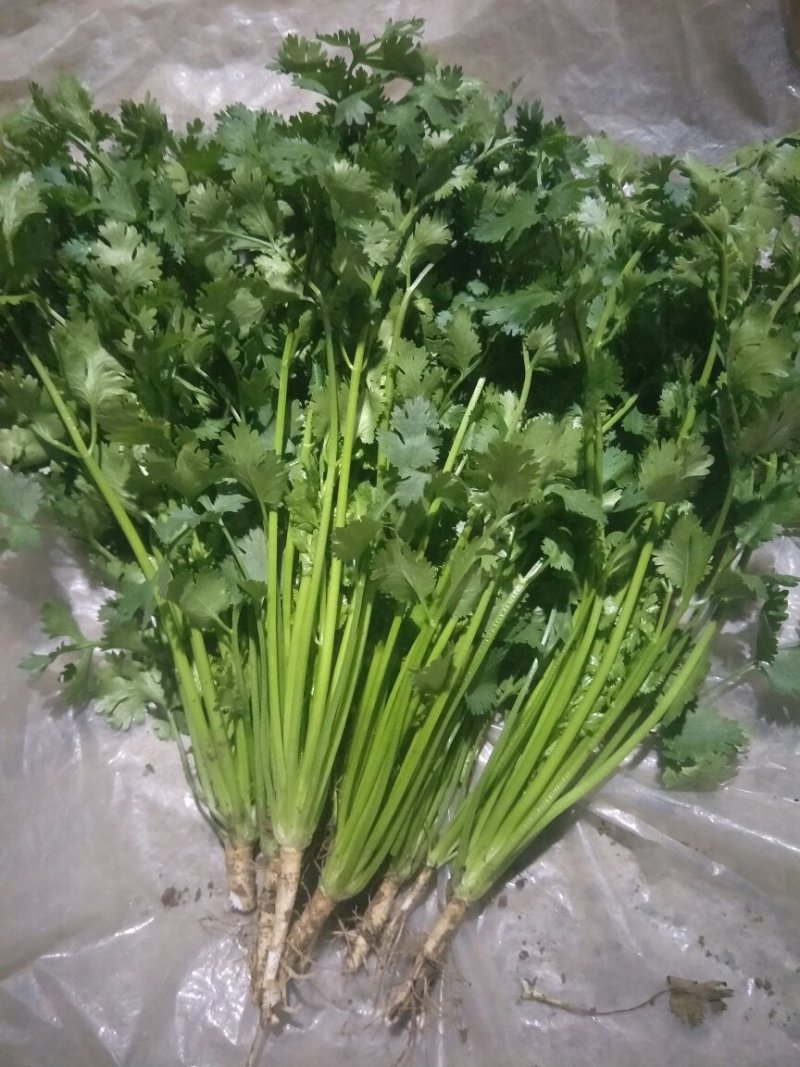 精品香菜
