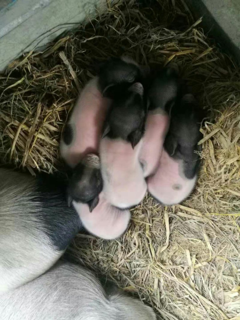 巴马香猪，成都麻羊