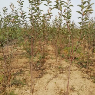 苹果苗当年苹果成品苗，定植2-5公分的苹果树