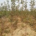 苹果苗当年苹果成品苗，定植2-5公分的苹果树