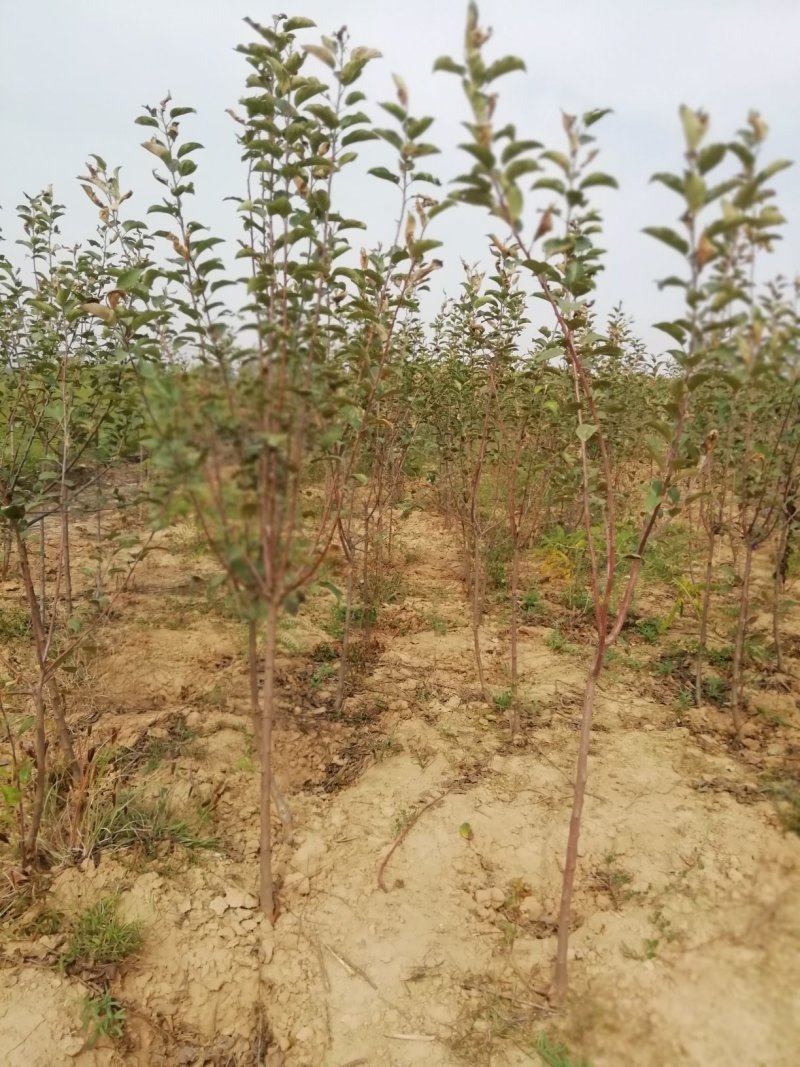 苹果苗当年苹果成品苗，定植2-5公分的苹果树