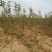 苹果苗当年苹果成品苗，定植2-5公分的苹果树
