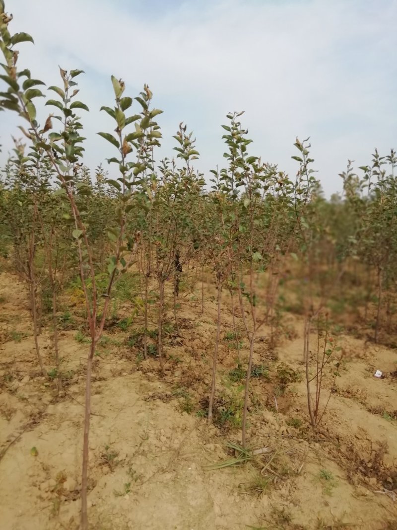 苹果苗当年苹果成品苗，定植2-5公分的苹果树