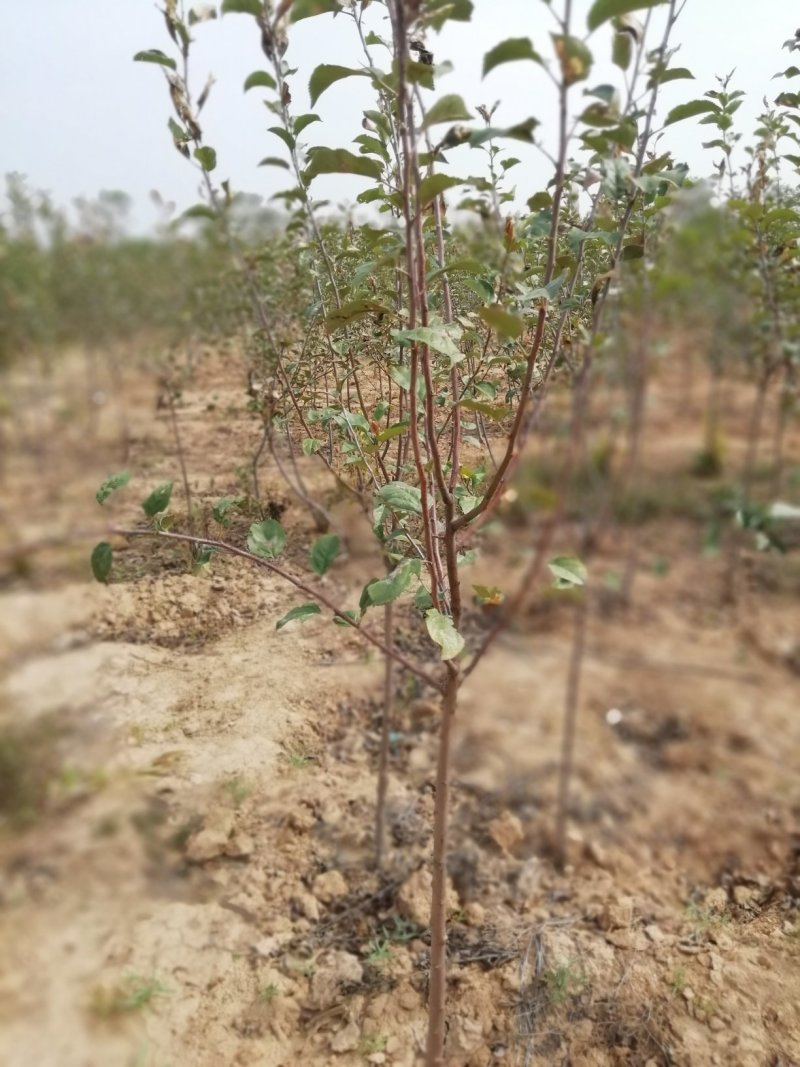 苹果苗当年苹果成品苗，定植2-5公分的苹果树