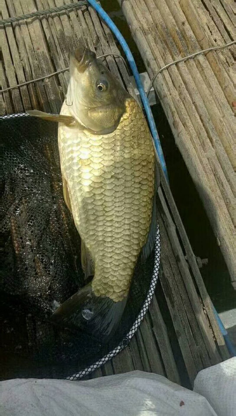 黄金鲫