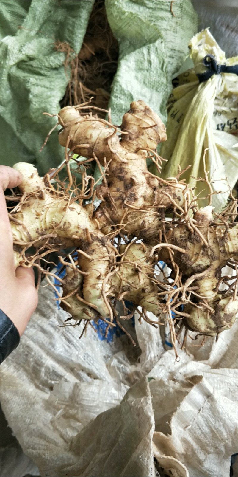 四川甜型姜型黄精块茎