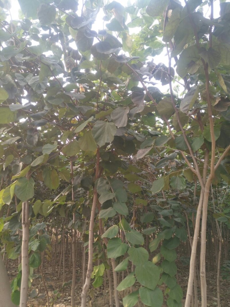 巨紫荆